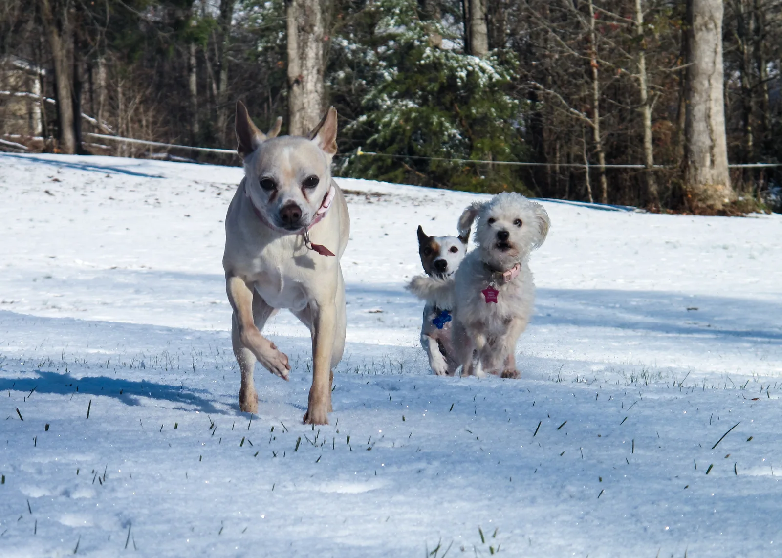Three dogs run across a snowy field in Jamestown, next door to High Point.