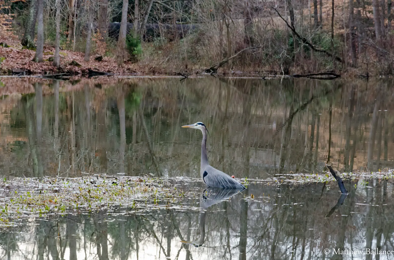 A great blue heron wades in the shallows at High Point City Lake Park in Jamestown.